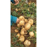 Package of 500 productive jicama seeds