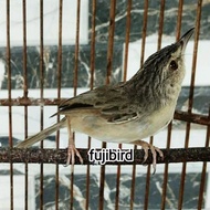 BURUNG CIBLEK GUNUNG CIGUN JANTAN