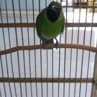 burung cucak ijo mini jantan