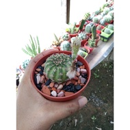 ( Kaktus) real cactus/kaktus hidup by ELG