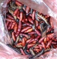 Entung jati 50 gram