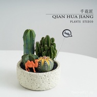[DIY] Cactus Potted Plant Combination Succulent Plant Cactus Office Indoor Green Plant Creative Birt
