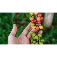 Geisha Colombia Coffee - Specialty Coffee