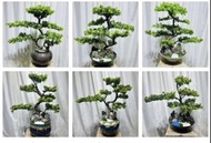 羅漢松盆景｜招財樹風水｜喜陽植物｜綠植盆栽植物露台庭院公園綠地景觀步道設計