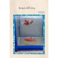 Ikan cupang plakat multicolour 1 pair siap breed