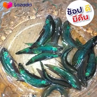 Betta Fishปลากัดสีเขียว กัดสายดุ หมักแล้ว มีประกันความเสียหาย