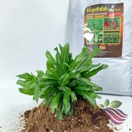 [Substrate] Vegetable Potting Soil by LS Group