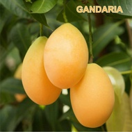Bibit Tanaman Buah Gandaria Thailand-Bibit Buah Gandaria Manis
