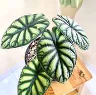 bibit bonggol alocasia dragon scale / alokasia dragon