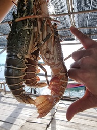 Lobster Laut Hidup 1kg 4-6ekor
