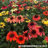 现货爆款进口五彩松果菊种子观花种籽子易活四季开花室外庭院野生植物多年Imported multicolored Echinacea seed flower seed easy20251120