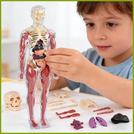 Human Body Model for Kids Human Body Science Toy Interactive Anatomy Model for Home School Kindergar