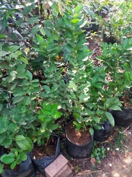 fresh Bibit Tanaman Jeruk Nipis//Pohon Jeruk Nipis murah