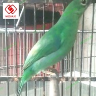 CUCAK IJO BETINA SIAPAN