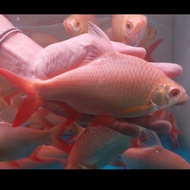 ikan kaviat albino jumbo 17-18cm tankmate arwana