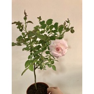 Pink Rose Plant - Fresh Gardening Indoor Plant Outdoor Plants for Home Garden
