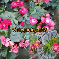 BEGONIA ROSE 海棠玫瑰🌹LIVE PLANT READY STOCK