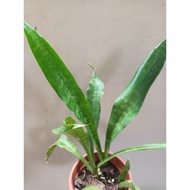 silver Siam snake plant(reverted)