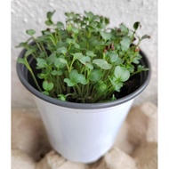 Tania All-in-One Microgreen Grow Kit 1s