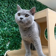 Jasa Kawin Kucing British Shorthair BSH Jantan (Khusus Betina)