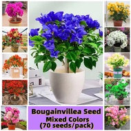 Buto Ng Bulaklak 100% Authentic Bonsai Bougainvillea Seeds for Planting (Mixed Colors 70seeds/pack) Flowers Seeds for Garden Bonsai Tree Live Plant Seed Flowers Plants for Sale Rare Bougainvilla Live Plants Sale Bonsai Plant Seeds and Bulbs Indoor Plants