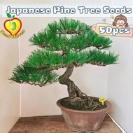 50pcs/pack Japanese Pine Tree Seeds for Sale Japanese Black Pine Bonsai Seeds for Planting Japanese 