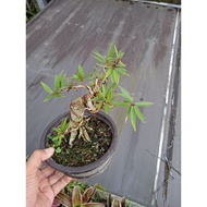 bonsai beringin ficus california prokar