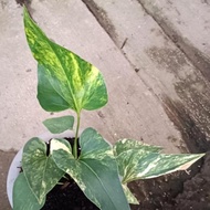 anthurium corong / brownii variegata 8 daun medium - in2