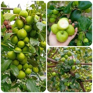 Bibit Buah Apel Futsa / Apel India