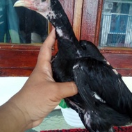 Ayam Shamo x Assel jantan Berkualitas
