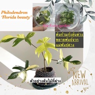 ฟิโลเดนดรอน ฟลอริด้า บิวตี้ ก้ามกุ้งแม่พันธุ์ด่าง (Philodebdron Florida Beauty) ไม้เนื้อเยื่อ อนุบาลแล้ว