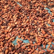 Good| biji kakao fermentasi kering coklat