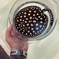 Ikan Pari Air Tawar ^ Black Diamond