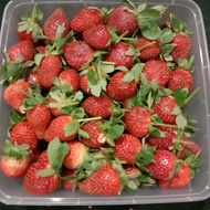 Buah Strawberry Fresh ( 1Kg ) /Strobery Fresh 1 Kg Berkualitas
