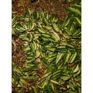 Pearl Grass Variegated (Rumput Mutiara Batik)