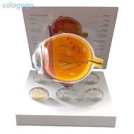 COLO Realistic Human Eye Anatomy Model Anatomical Eyeball Model Teaching Tool