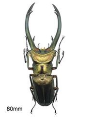 Cyclommatus elaphus.紅鹿細身翅鍬形蟲80mm