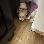 Anjing Shihtzu Betina