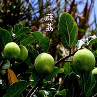Guizhou Specialty Wild Ice Powder Seeds 25g * 10 Bags Hand Rubbed Lychee Seeds No Lime Cool Snacks J