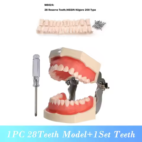 28 32 Teeth Compatible Kilgore NISSIN 200 NISSIN 500 Dental Teaching Model Soft Gum Resin Typodont T