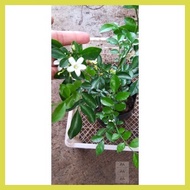 ◑ ↓ ◷ Orange Jasmine Kamuning sweet smelling fragrant live plant