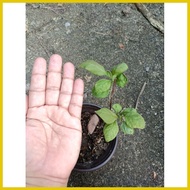 ❍ ⊕ ◱ bougainvillea rare/ top rare (stable,well rooted)