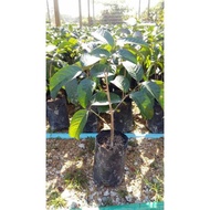 pokok dokong hybrid 100%