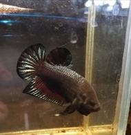 ปลากัดแปดริ้ว ชุดvip เบอร์ 79 เทราคา