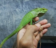 Sofn Iguana Bunglon Surai Hidup Bisa Cod