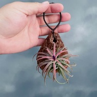 空氣鳳梨天然樹皮壁飾