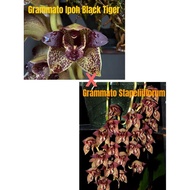 Grammatophyllum Stapeliiflorum x Grammatophyllum Ipoh Black Tiger | Grammatophyllum Hybrid