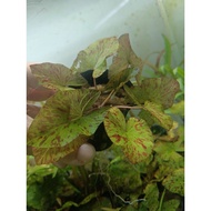 Nymphaea Zenkeri (Red Tiger Lotus) Aquarium Plant.