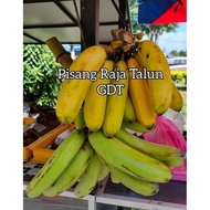 ANAK POKOK PISANG TOMAN / RAJA TALON / TAJA TALUN