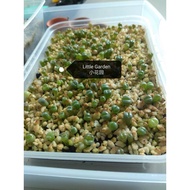 Lithops seeds pod(Random) 生石花种子荚